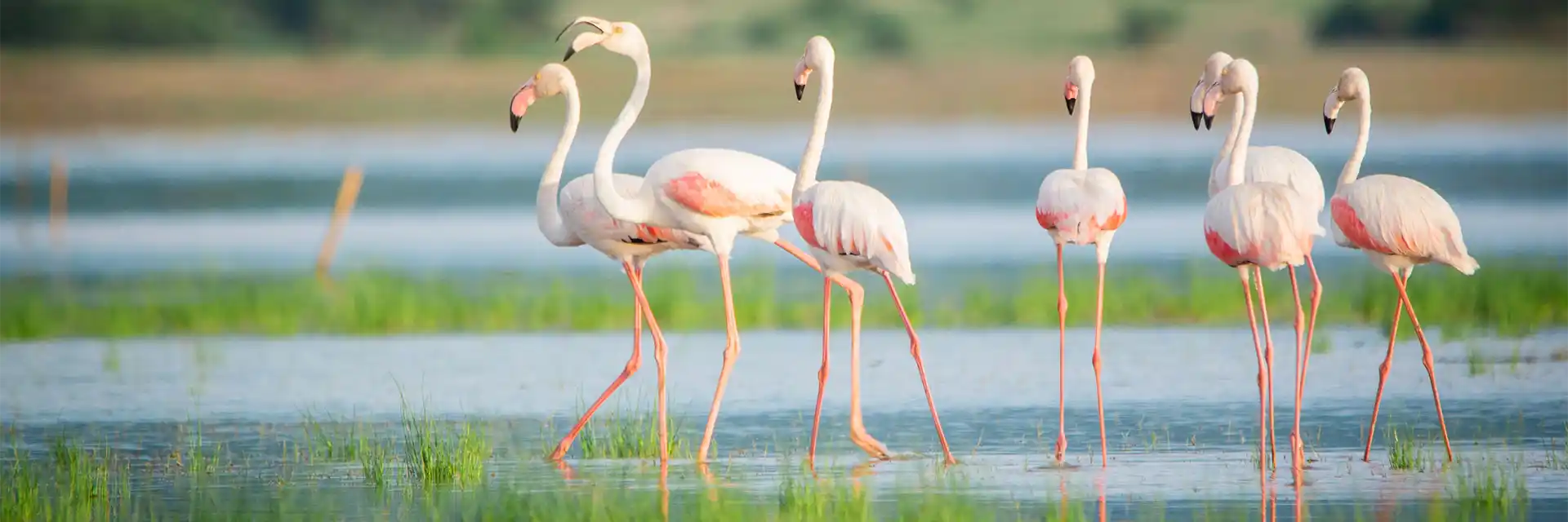 Day 8 Birdwatching & Wildlife Safaris in Tanzania