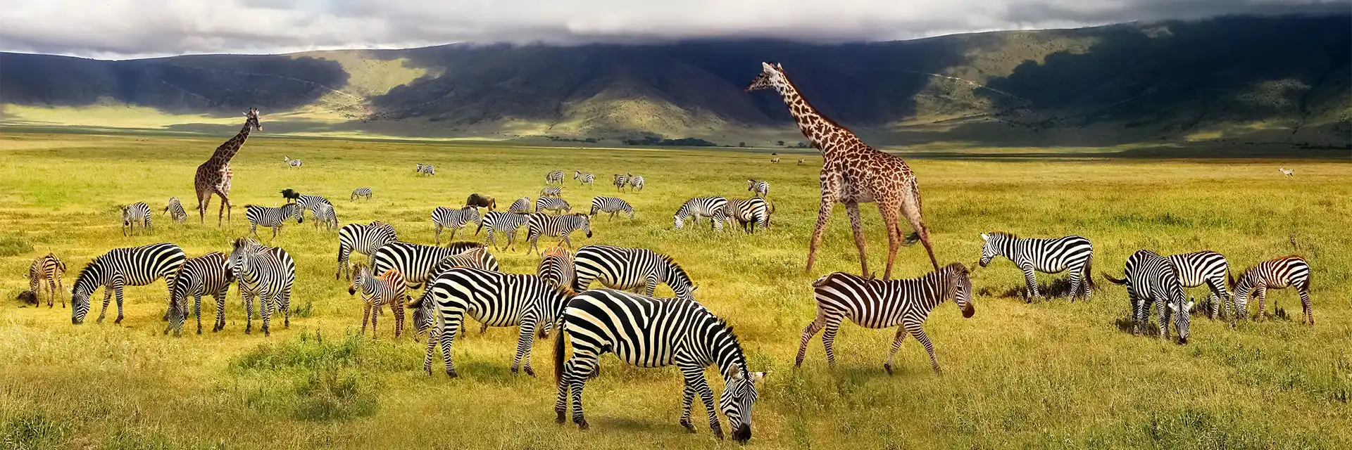 Day 7 Birdwatching & Wildlife Safaris in Tanzania