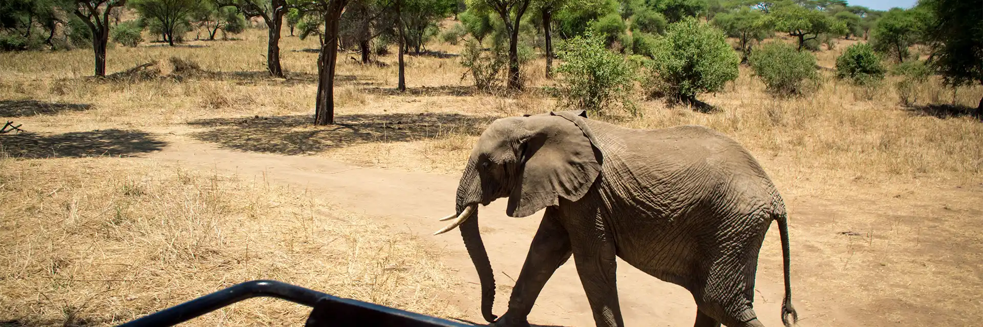 Birdwatching & Wildlife Safaris in Tanzania