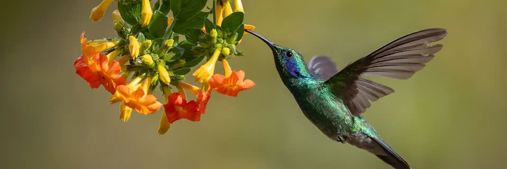 Day 1 Gardens & Wildlife of Costa Rica
