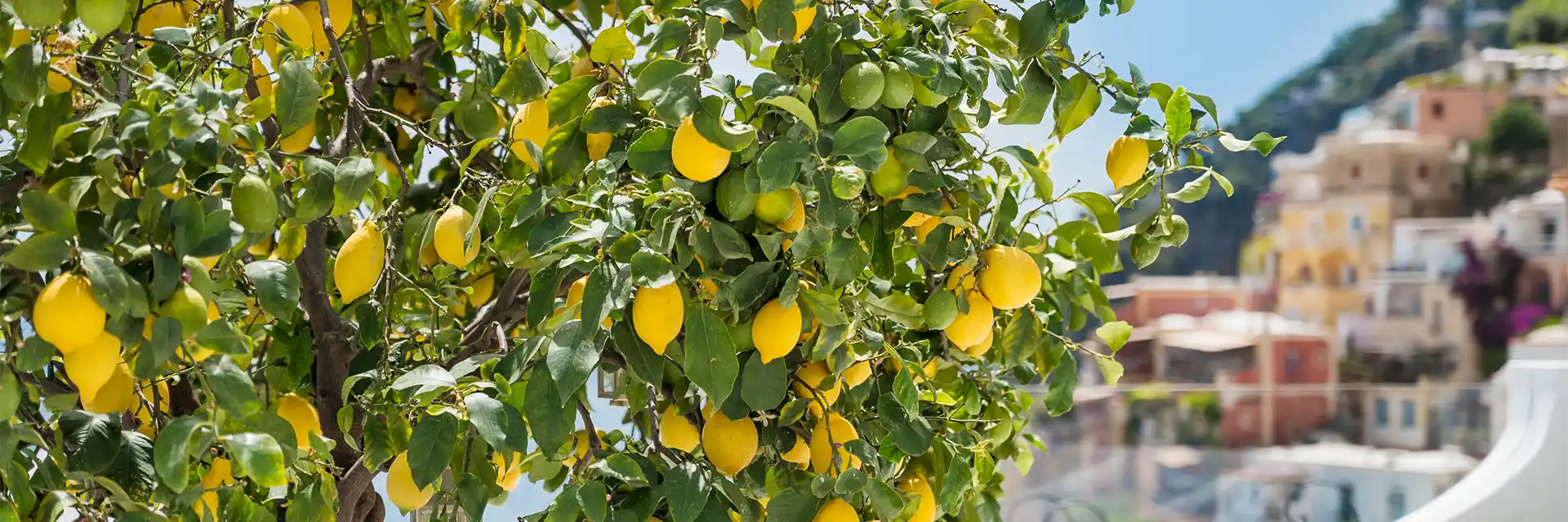 Day 6 Gardens of the Neapolitan Riviera