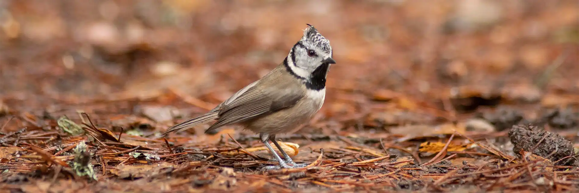 Day 3 Crested Tit