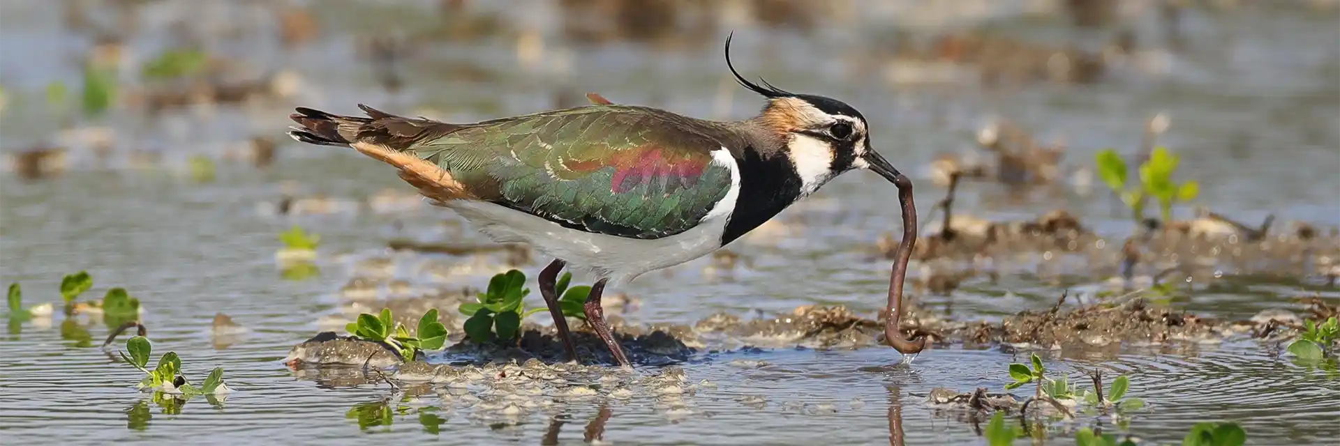 Day 4 Northern Lapwing