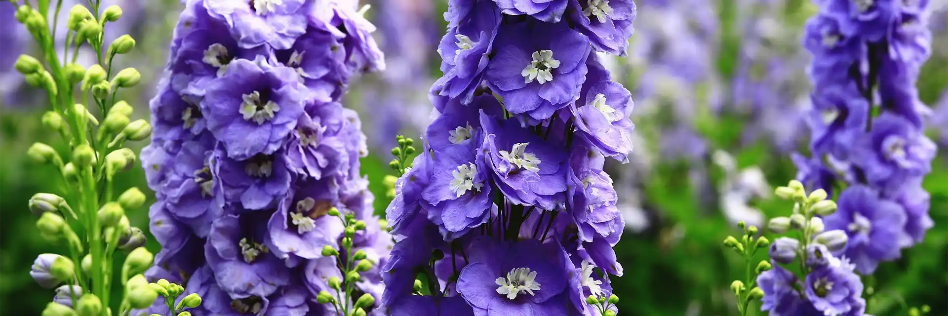 Day 5 Delphinium 