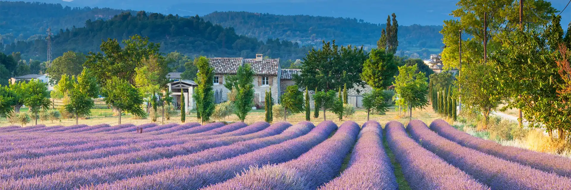 Lavender Fields & Gardens of Provence Cruise
