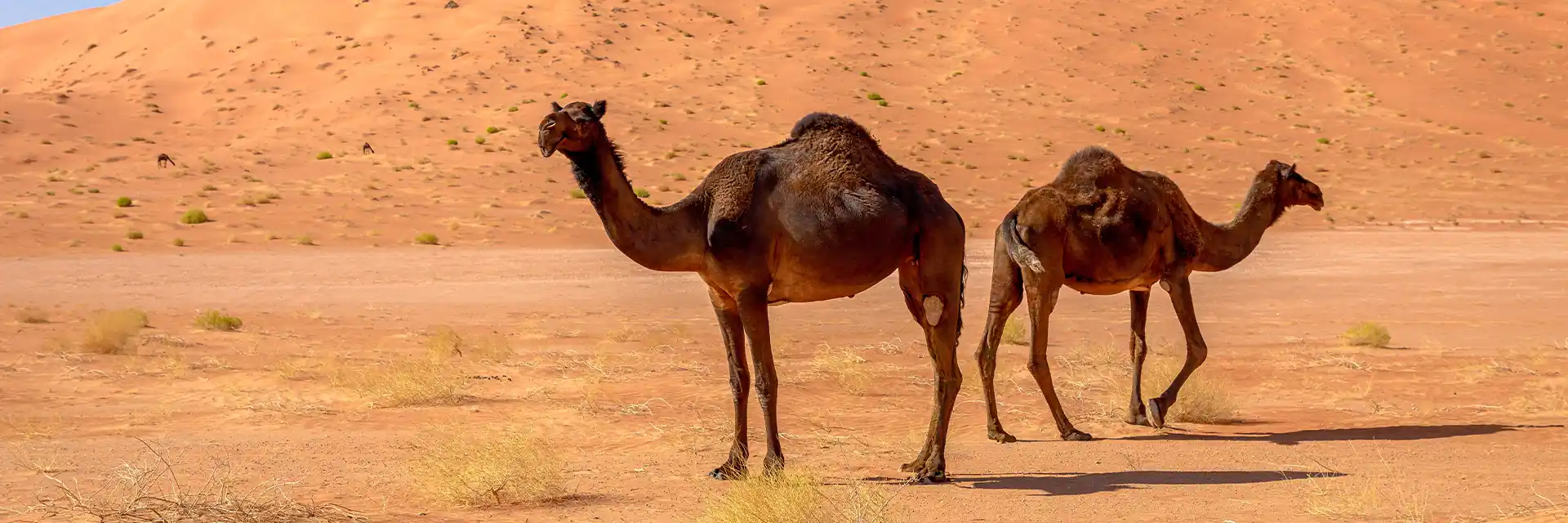 Day 11 Oman 