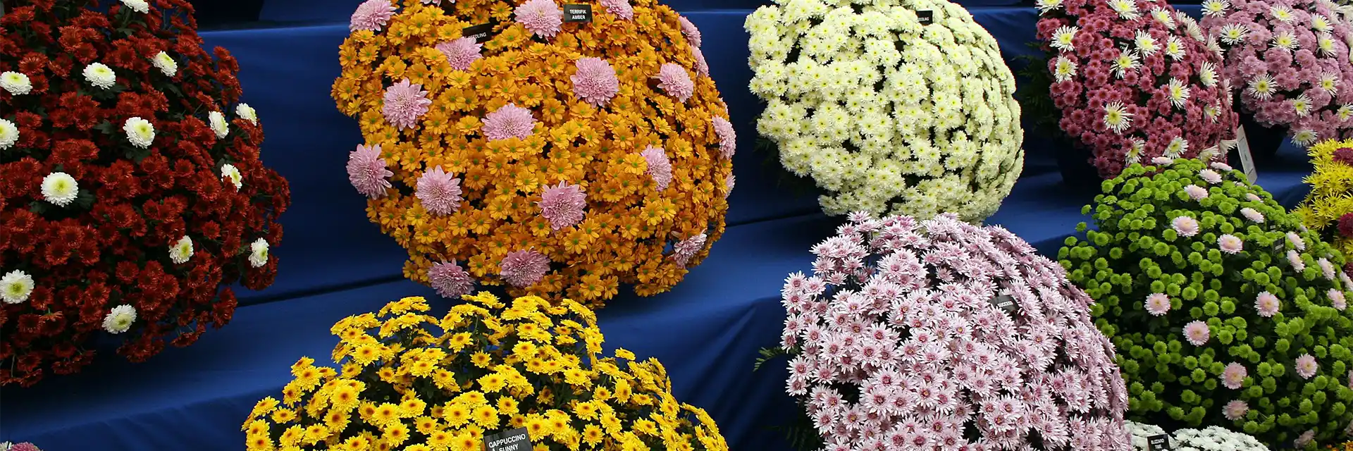 Day 6 RHS Chelsea Flower Show & Classic English Gardens