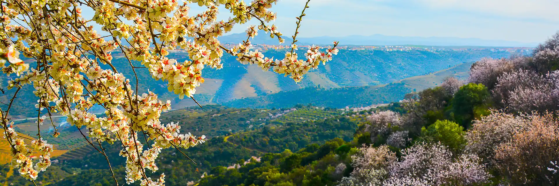 Route of the Almond Blossom