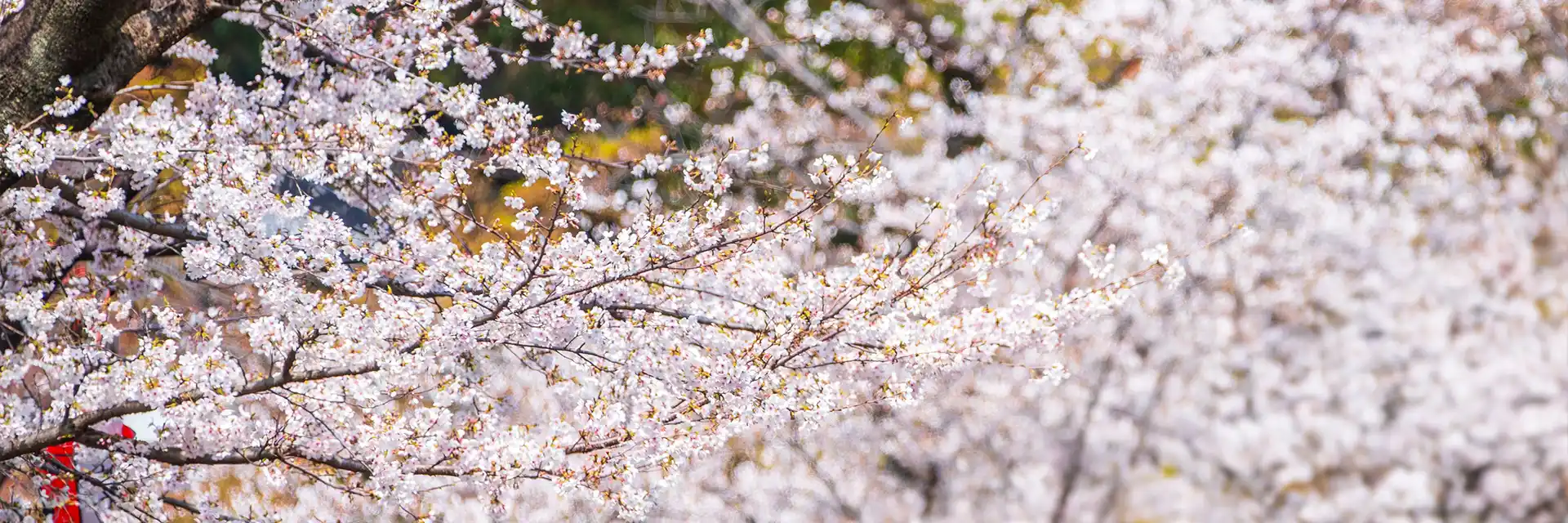 Day 10 Seasonal Gardens of Japan