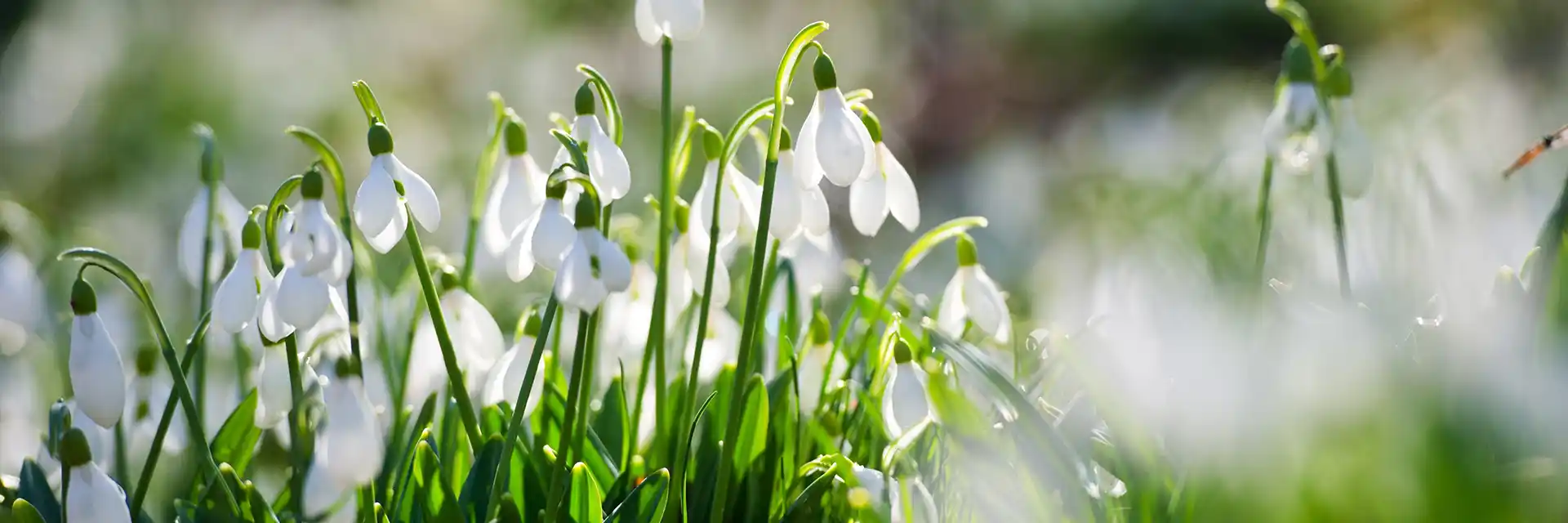 Day 1 Snowdrop Gardens of the Cotswolds