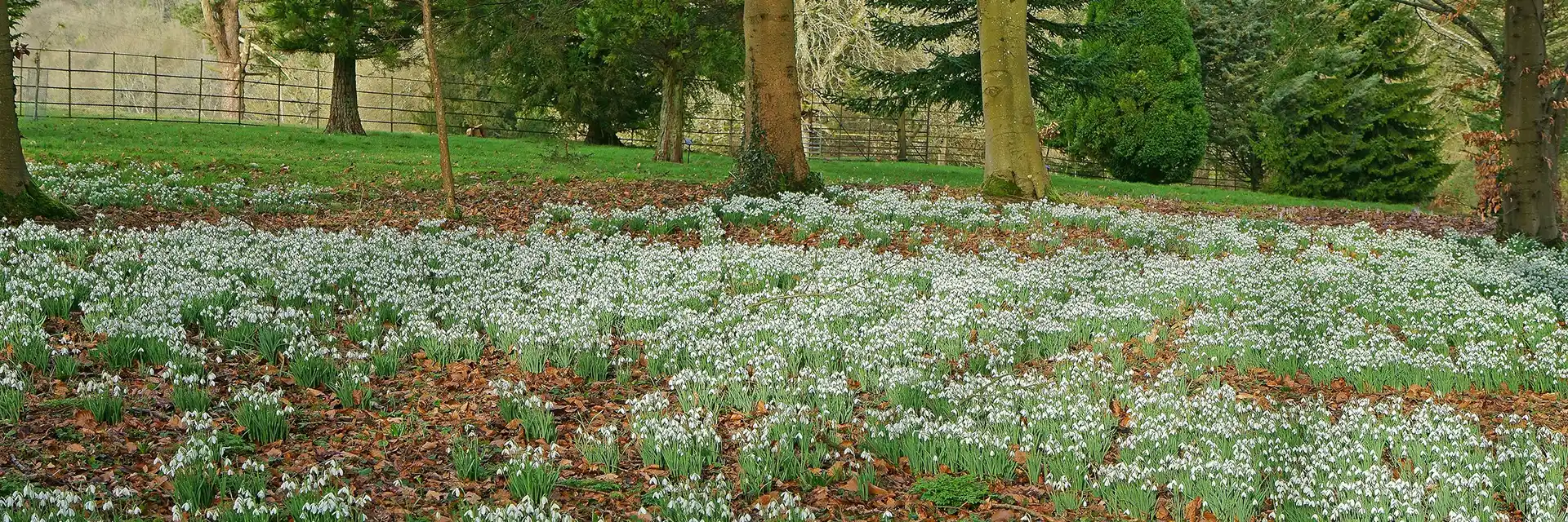 Day 2 Snowdrop Gardens of the Cotswolds