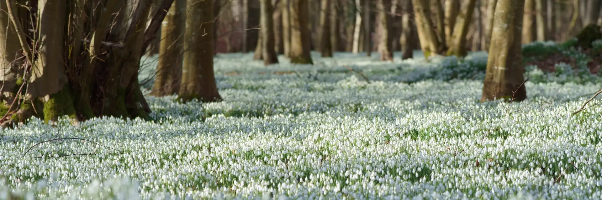 Snowdrop Gardens of the Cotswolds