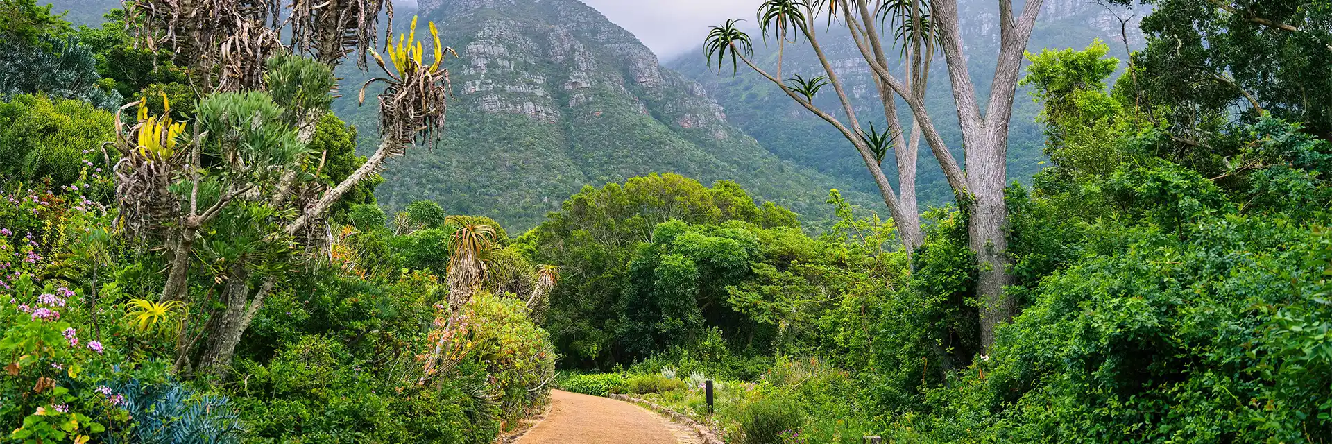 Day 2 Kirstenbosch National Botanical Garden
