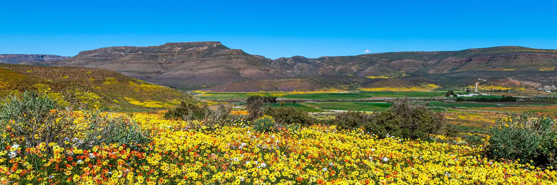 Day 6 Namaqualand