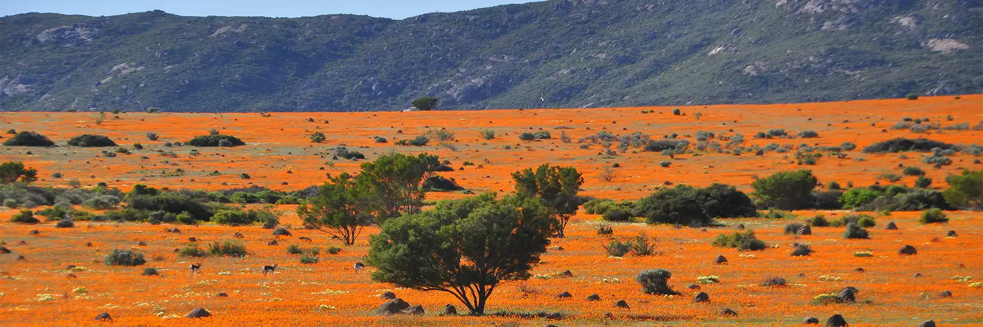 Day 8 Namaqua National Park 