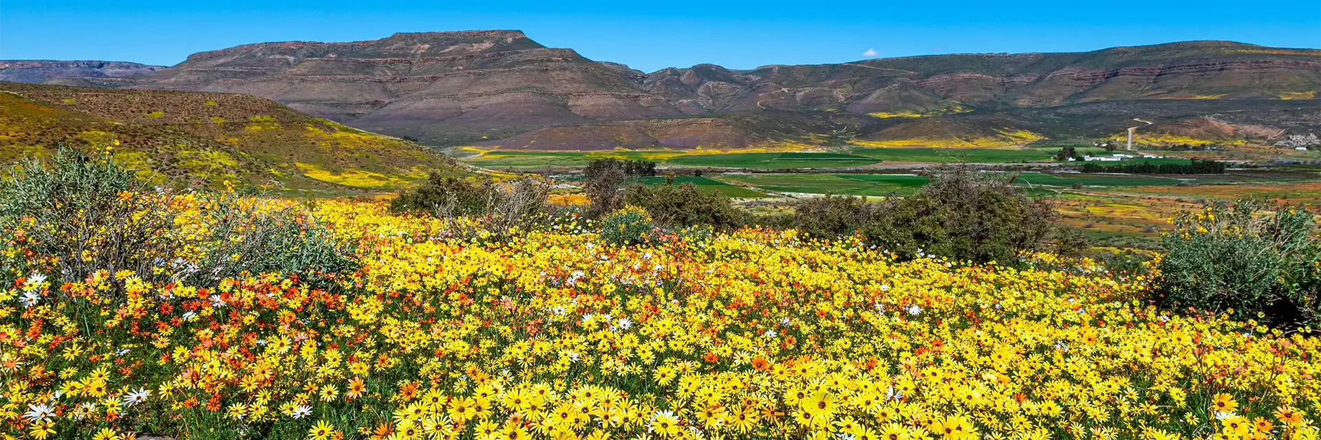 Spring Flowers of Namaqualand
